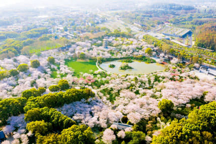 武汉东湖樱花园樱花盛开，春意盎然。摄影/徐讯　人民画报